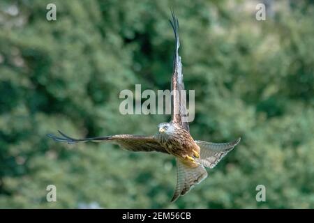 Ein Red Kite schwebt über der Futterstation Stockfoto