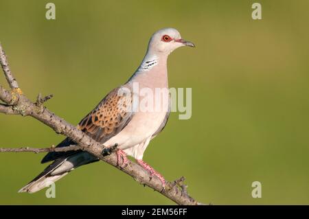 Schildkrötentaube auf einem schönen grünen Hintergrund (Streptopelia turtur). Stockfoto