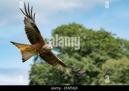 Ein Red Kite schwebt über der Futterstation Stockfoto