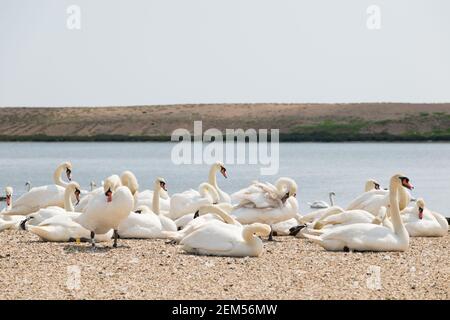 Stumme Schwäne in Abbotsbury Swannery, Dorset, Großbritannien. Stockfoto