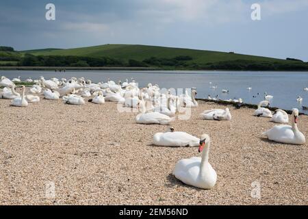 Stumme Schwäne in Abbotsbury Swannery, Dorset, Großbritannien. Stockfoto