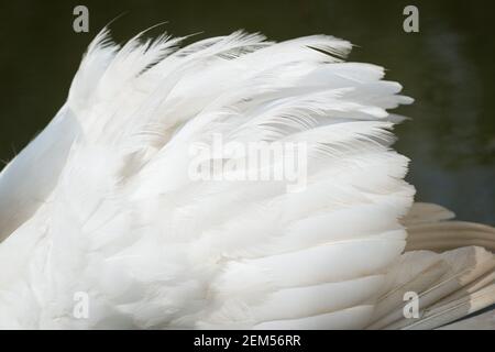 Stumme Schwäne in Abbotsbury Swannery, Dorset, Großbritannien. Stockfoto