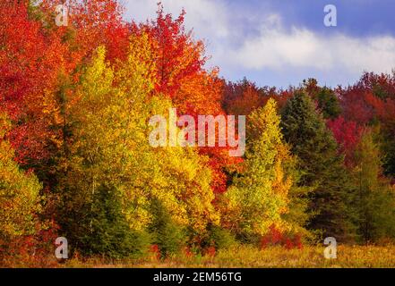 Ein Herbstwald aus nördlichen Laubbäumen in den Pocono Mountains in Pennsylvania. Stockfoto