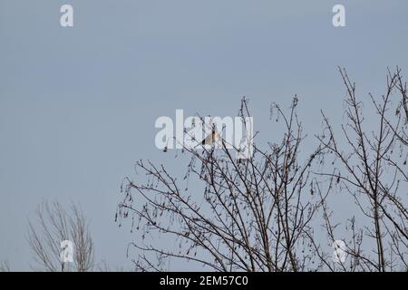 Kestrel Vogel in einem Baum mit Blick über die thront Felder in den Niederlanden Stockfoto