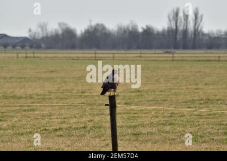Ein Rotschwanz Falke auf einem Pfosten mit Blick auf ein thront Grasfeld in den Niederlanden Stockfoto