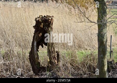 Ein alter Baumstamm mit ausgehöhltem Mittelteil Stockfoto