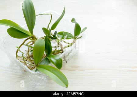 Die jungen Orchideenpflanzen aus der Flasche im Orchideengarten wurden für die Pflanzung vorbereitet. Gartenarbeit für zu Hause. Stockfoto