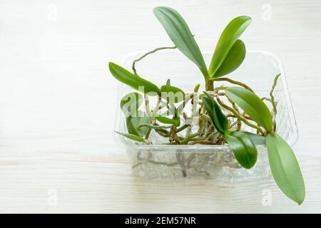 Die jungen Orchideenpflanzen aus der Flasche im Orchideengarten wurden für die Pflanzung vorbereitet. Gartenarbeit für zu Hause. Stockfoto