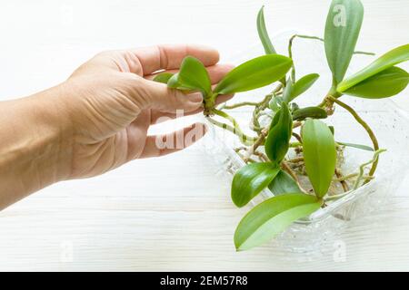 Frau Hand nehmen junge Orchideenpflanzen aus Kunststoff-Tablett für die Pflanzung. Gartenarbeit für zu Hause. Stockfoto