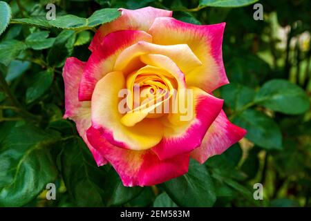 Rose schöne ungewöhnliche Blume angenehm für das Auge eine angenehme Kombination von Farben Stockfoto