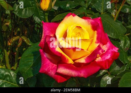 Rose schöne ungewöhnliche Blume angenehm für das Auge eine angenehme Kombination von Farben Stockfoto