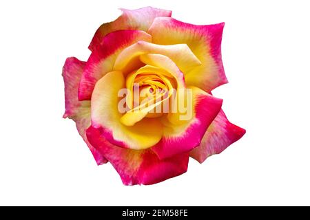 Rose schöne ungewöhnliche Blume angenehm für das Auge eine angenehme Kombination von Farben. Isolieren Stockfoto