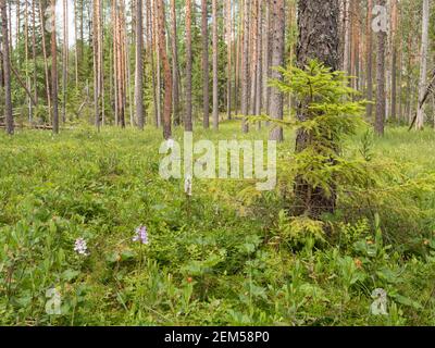 Moltebeeren und Orchideen im Fichte-Kiefer-Sumpf Stockfoto