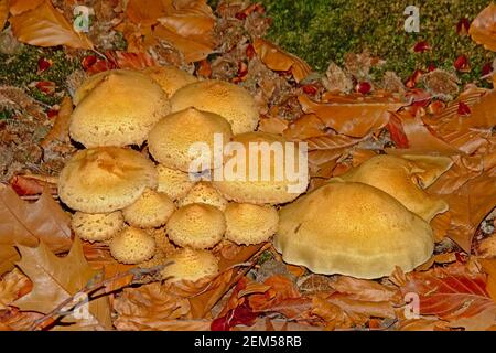 Blütentopf-Sonnenpilze - Leucocoprinus birnbaumii Stockfoto