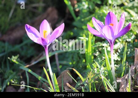 Crocus vernus im Stadtpark Staddijk in Nijmegen, Niederlande Stockfoto