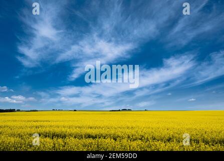 Ein blühendes, gelbes Rapsfeld unter einem dramatischen Himmel im Rocky View County Alberta Canada. Stockfoto