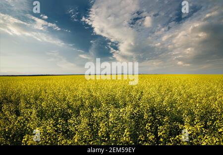 Ein blühendes, gelbes Rapsfeld unter einem dramatischen Himmel im Rocky View County Alberta Canada. Stockfoto