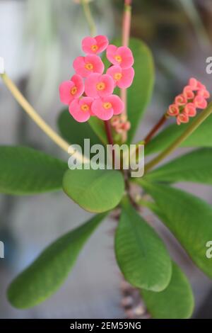 Kleine rosa Kaktusblüten Stockfoto