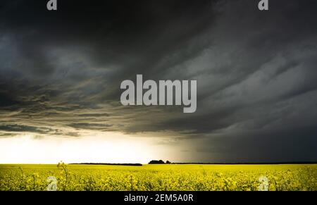 Ein blühendes, gelbes Rapsfeld unter einem dramatischen Himmel im Rocky View County Alberta Canada. Stockfoto