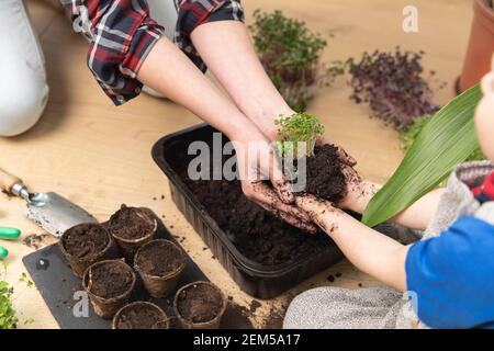 Mutter lehrt Sohn Botanik - beide Hände mit Erde und Sprossen gefüllt halten. Zu Hause Hobbys und Gartenkonzept. Stockfoto