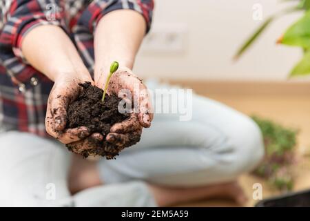 Frauen halten in den Händen Boden und Sämling. Zu Hause Gartenarbeit und Wachstum Konzept. Stockfoto