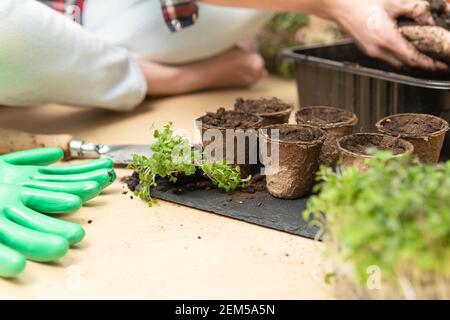 Töpfe gefüllt mit Erde und Samen. Im Hintergrund Mutter und Kind Vorbereitung Boden. Zu Hause Gartenarbeit und Botanik lernen. Stockfoto