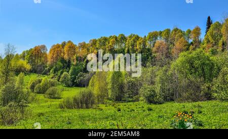 Leuchtend orange Wildblumen auf der blühenden Frühlingswiese. Globenblumen (Trollius asiaticus) auf Waldgrund auf Hügel mit bunt junger lea Stockfoto