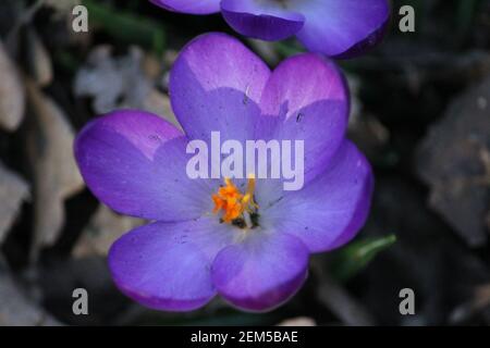 Crocus vernus im Stadtpark Staddijk in Nijmegen, Niederlande Stockfoto