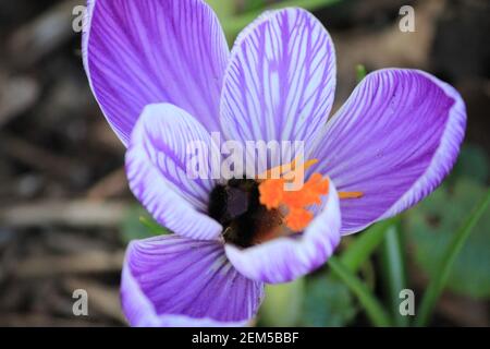 Crocus vernus im Stadtpark Staddijk in Nijmegen, Niederlande Stockfoto