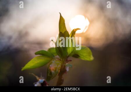 Hintergrund blühender schöner Apfelbaumblüten und Blätter mit der Abendsonne im frühen Frühjahr, weicher Fokus Stockfoto