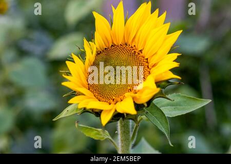 Nahaufnahme einer voll blühenden Sonnenblume mit Grün Bokeh-Hintergrund Stockfoto