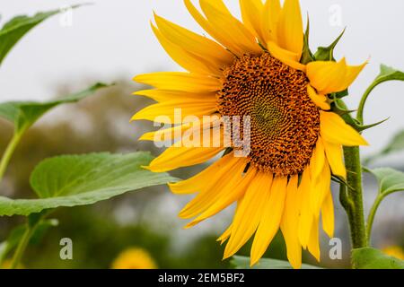 Voll blühte Sonnenblume mit Blättern auf dem Feld aus nächster Nähe Stockfoto