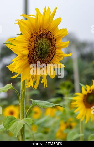 Portrait Ansicht von voll blühte Sonnenblume auf dem Baum schließen Nach oben Stockfoto