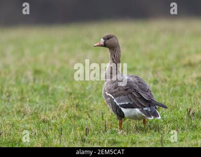 Russische Weißstirngans (Anser albifrons albifrons) in einem Feld im South Yorkshire Peak District. Stockfoto