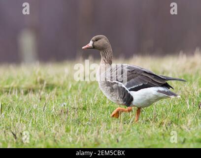 Russische Weißstirngans (Anser albifrons albifrons) in einem Feld im South Yorkshire Peak District. Stockfoto