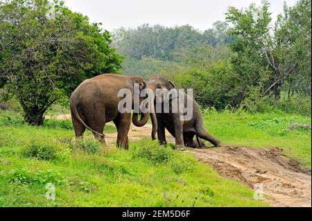 Elefant in freier Wildbahn auf der Insel Sri Lanka Stockfoto