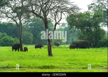 Elefant in freier Wildbahn auf der Insel Sri Lanka Stockfoto