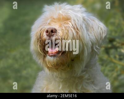 Schmuddeliges weißes Hundeportrait Stockfoto