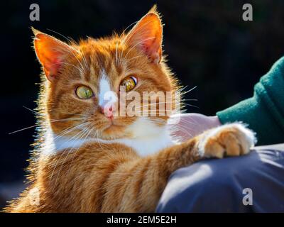 Weibliche Ingwerkatze Stockfoto
