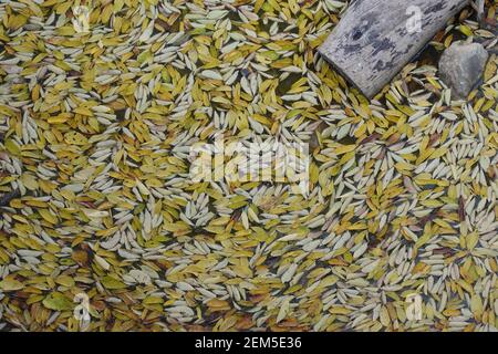 Gelbe Blätter auf der Wasseroberfläche des Teiches. Herbstfarben Hintergrund. Stockfoto
