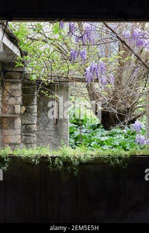 Flieder Baumblumen und überwuchert Vegetation in verlassenen Hausgarten. Stockfoto