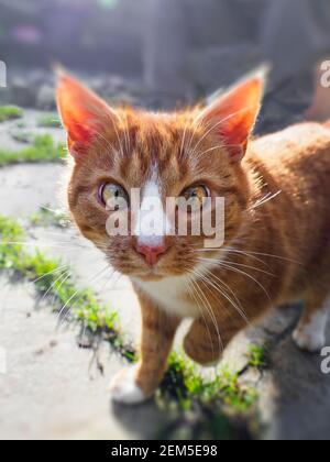 Weibliche Ingwer tabby Katze kommt in Richtung der Kamera, Großbritannien Stockfoto