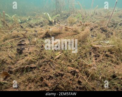 Nadel spikerush Wasserpflanze auf Seegrund Stockfoto