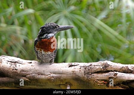 Riesenfischer (Megaceryle maxima maxima) erwachsenes Männchen, das auf dem toten Log Tsavo West NP, Kenia, thront November Stockfoto