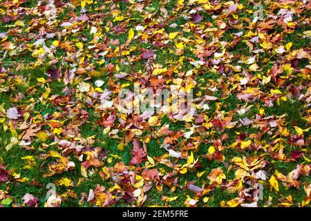 Eine Wiese mit dem Gras teilweise mit Herbst bedeckt Verlässt Pennsylvania Stockfoto