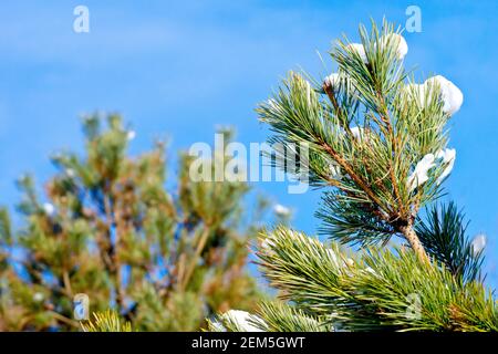 Schottenkiefer (pinus sylvestris), Nahaufnahme der Spitze eines jungen Baumes, zeigt die Nadeln mit etwas Schnee vor einem blauen Winterhimmel. Stockfoto