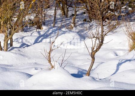 Tiefer Schnee sammelte sich um die Basis von jungen Setzlingen, die am Waldrand wuchsen und Schatten auf den umgebenden Schnee warfen. Stockfoto