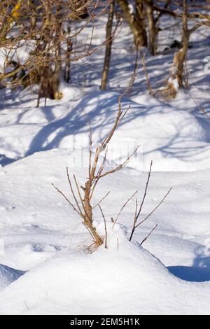 Tiefer Schnee sammelte sich um die Basis eines jungen Sälings, der am Waldrand wächst und Schatten auf den umgebenden Schnee wirft. Stockfoto