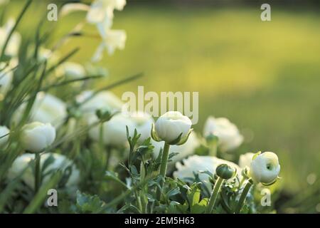 Ranunculus weiß und Narzissen. Frühling weiße Blumen im frühlingshaften Garten in der Sonne.Florikkonzept. Wachsende Narzissen und Ranunculus Stockfoto