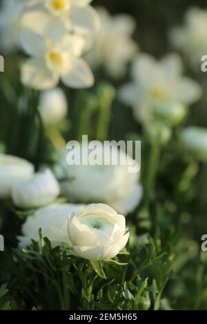 Ranunculus weiß und Narzissen. Frühling weiße Blumen im Frühling Morgen Garten .Floriculture Konzept. Wachsende Narzissen und Ranunkulus.Frühling Stockfoto